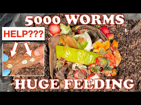 What Are These 3 Dots In My Compost Worm Bin??? | Vermicompost Worm Farm