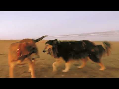 de los 20 en los 80 - coco duchamp (short film)