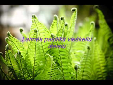 Bociai - Kaip tave myleti (Papartele)