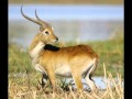 Taste a Lechwe's Ass