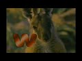 Animal Alphabet W Is For Wallaby