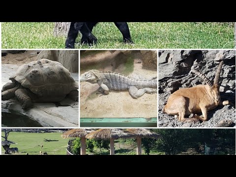 Prague Zoo /Zoo Praha/Zoo in Czech Republic/2022