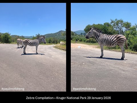 Kruger National Park January 2026 Videos - Zebra Compilation