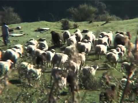 Keepers of genes - India's pastoralists and their breeds