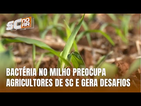 Nova bactéria no milho é identificada em lavouras do Oeste catarinense