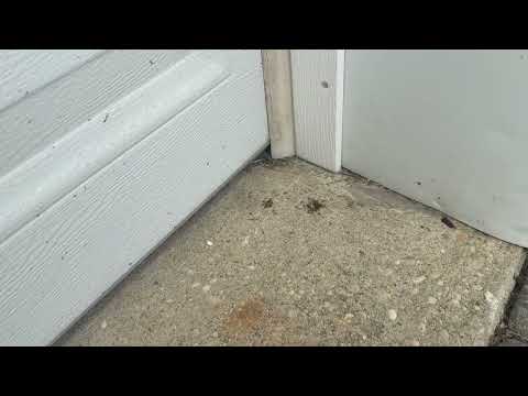 Ants Hanging Out by the Garage in Monmouth Beach, NJ
