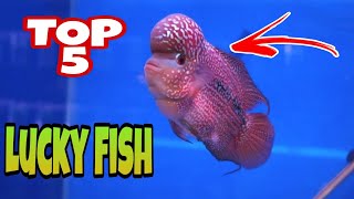 Kevin Tv Facts ; Top 5 LUCKY FISH CHARM In The House | pampaswerteng Isda Sa Bahay