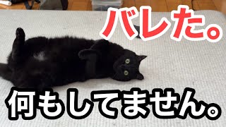 靴下で遊ぶ黒猫キキ、見つかった瞬間に固まる
