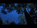 Crickets Owl Under The Starry Night Gentle Wind Trees For Deep Sleep Calm Mind