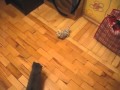 Gato Karateca