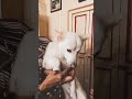 Harry Potter Cute Dog Videos Statushub Dog Doglover Pomeranian Statushub Tamil Doggy