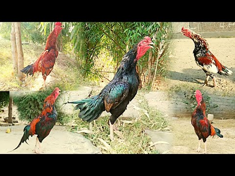 Rooster Crowing Compilation Plus - Sounds Effect  | Aseel Rooster Sound | Top One Pets TV