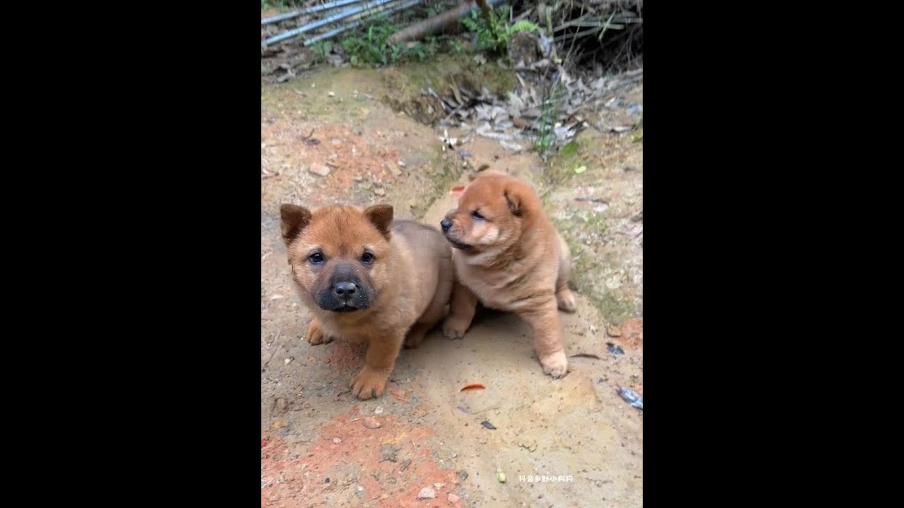A cute and trouble-making Chinese garden dog with a chubby little breast and fierce breasts.
