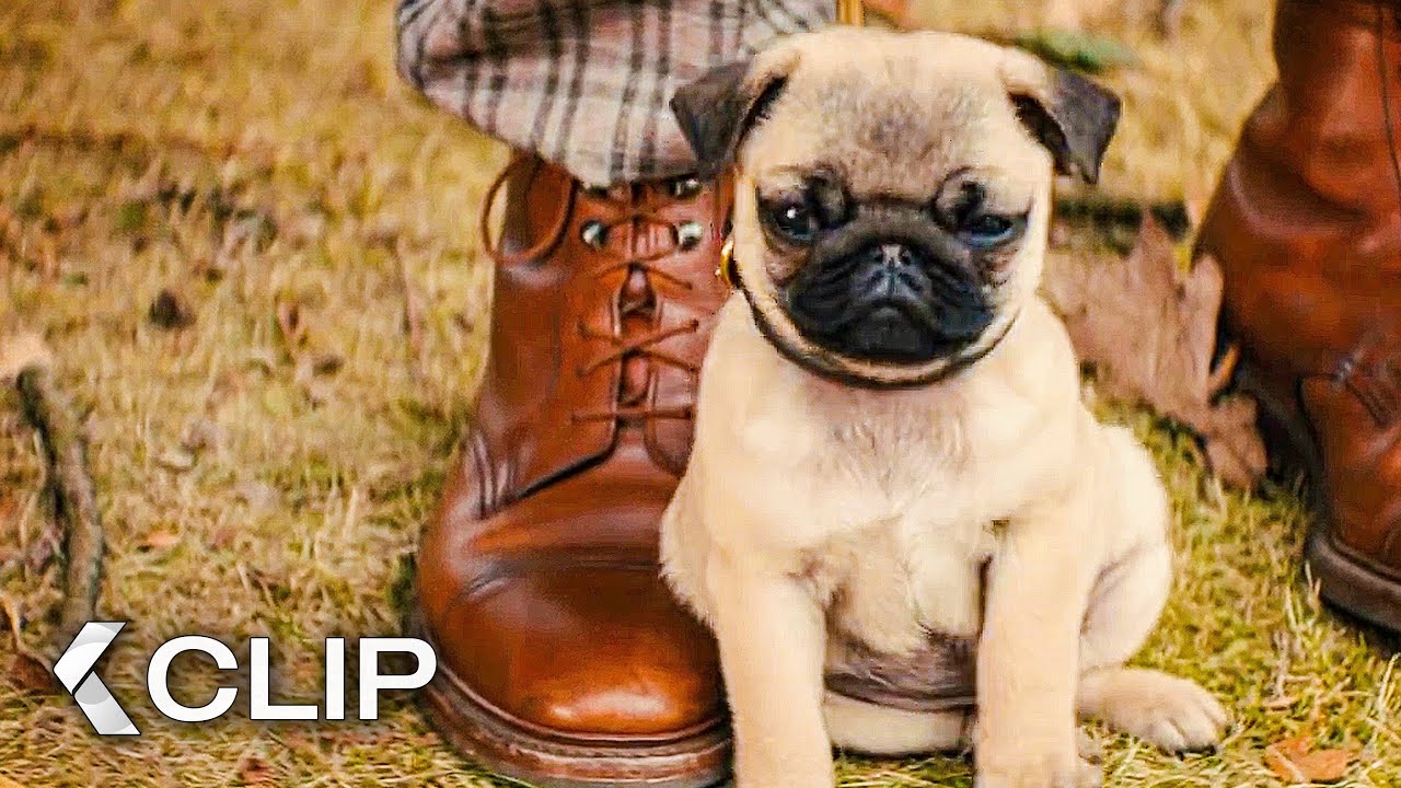 Eggy Gets A Puppy Movie Clip - Kingsman: The Secret Service (2015)
