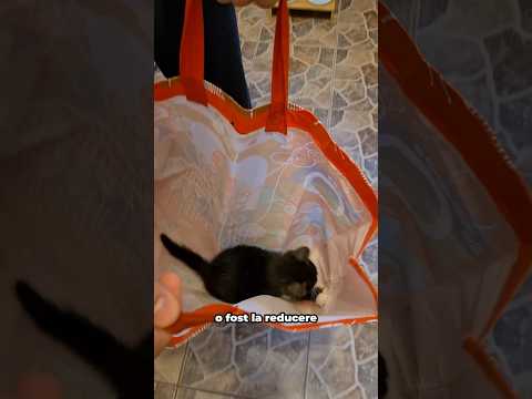 PISICA LA KAUFLAND!?? #cat #funny