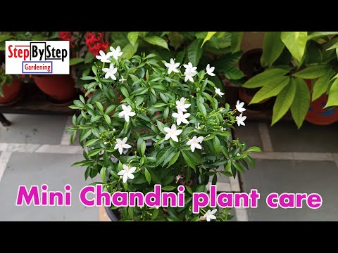 How to grow and care Mini Chandni//Mini Chandni plant complete care