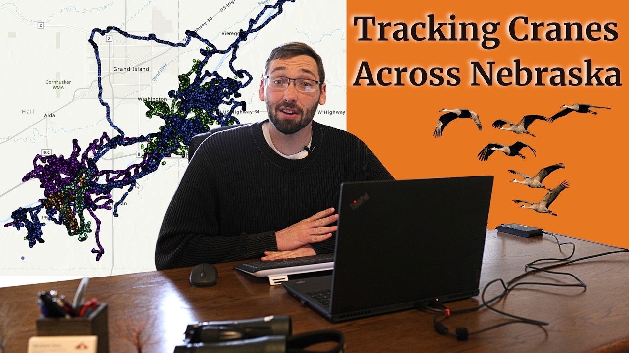 Uncovering the Secret Paths of Sandhill Cranes