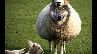 Jehovah's witnesses   Conversation with an elder at UK HQ(Bethel)