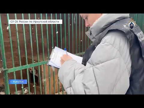 В Иркутском питомнике для животных прошли обыски