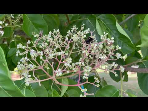 Tetradium daniellii: the bee-bee tree or Korean evodia