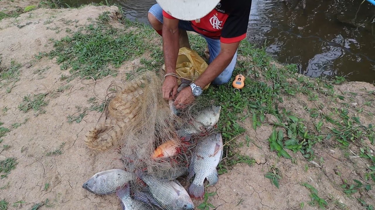 CRIAÇÃO DE TILÁPIA DEIXA LUCRO? VEJA O RESULTADO