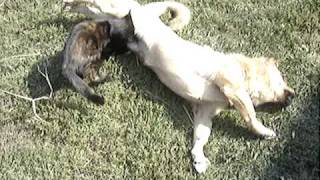 preview picture of video 'Maca i pas u ljubavi-Cat and dog in love'