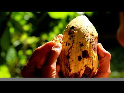 Q'anil .. La semilla, información que trasciende la percepción del tiempo.