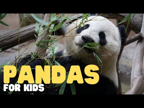 Pandas for Kids | Learn all about these bamboo-loving bears