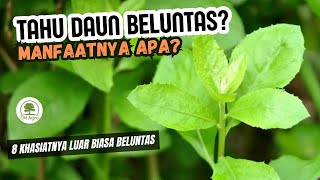 8 BENEFITS OF BELUNTAS LEAVES FOR HEALTH, WHAT ARE THEY‼️🌱🍵🥗
