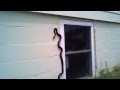 Scary... Black Snake climbing wall into house 