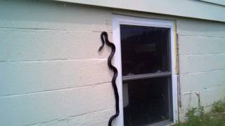 Scary... Black Snake climbing wall into house