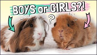 Choosing Your New Guinea Pigs: Males or Females?