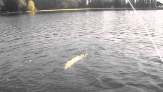 preview picture of video 'mon 1er brochet en float tube à marcenay le lac'