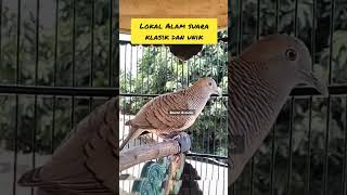 Download lagu Perkutut Lokal Alam suara klasik dan unik mp3 Download lagu Perkutut Lokal Alam suara klasik dan unik mp3