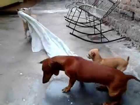 Vídeo gracioso de perros