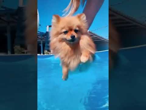 Funniest Dogs Videos in the Top Funny Animal Videos of 2023
