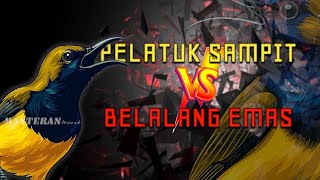 Download lagu 🔴 BARU! Masteran sogon pelatuk sampit vs belalang emas full materi tembakan #sogon #sogongacor mp3 Download lagu 🔴 BARU! Masteran sogon pelatuk sampit vs belalang emas full materi tembakan #sogon #sogongacor mp3