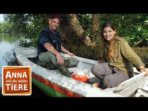 Die verrückte Welt der Mangroven | Reportage für Kinder | Anna und die wilden Tiere