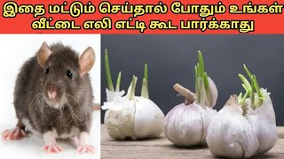 இதை செய்தால் எலிகள் உங்கள் வீட்டின் அருகில் வராது | Rat Control Remedies in Tamil