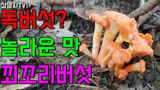 독버섯? 외국에서 귀한 버섯! 우리 산야에는 흔하다~맛 좋은 꾀꼬리 버섯 산남자 산행  항암 자연Cantha…