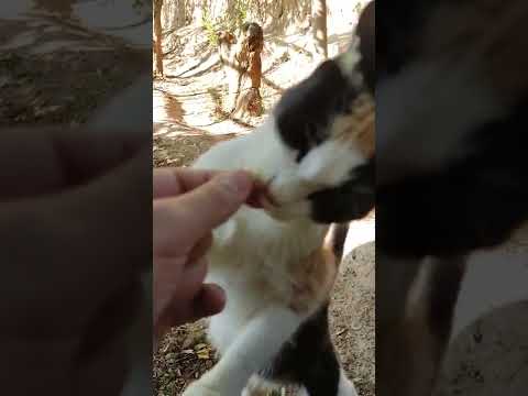 , title : 'POV: Cute Calico Kitty Eating Chicken In My Hand 😻🔊🤌🍗👅 #Shorts'