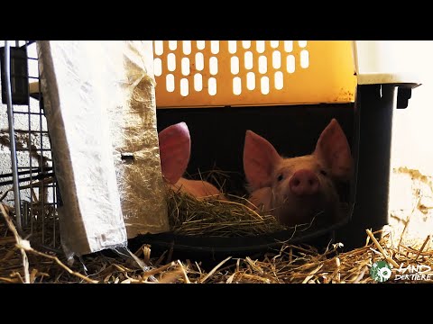 Gerettete Ferkel: Anni & Rosalie