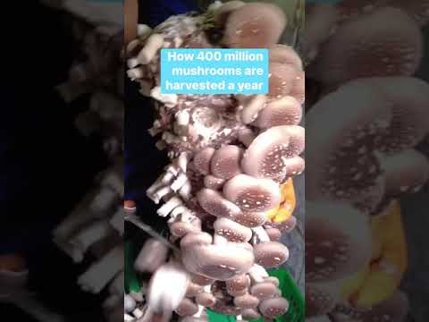 美國60%的蘑菇來自賓夕法尼亞州的這個農場。#蘑菇在美國有60%的份額來自賓夕法尼亞州的這個農場。 (60% of America’s #mushrooms come from this one farm in #pennsylvania. #foodinsider #shitake #farming)