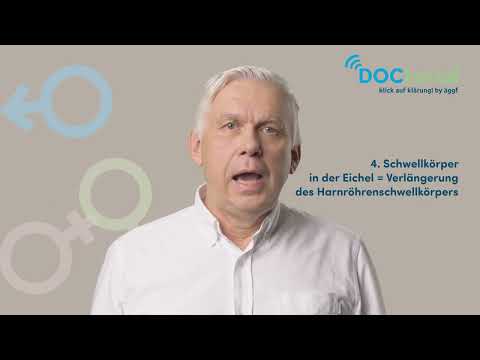 Warum wird der Penis steif?