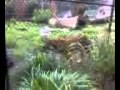 Stupid Tiger
