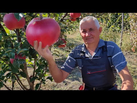 Amazing Apples are Giants on My Homestead