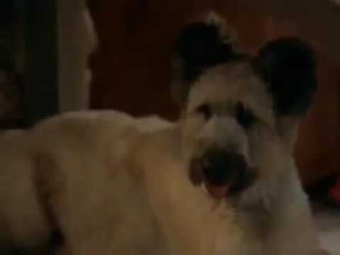 El Perro Karateka Pelicula Completa