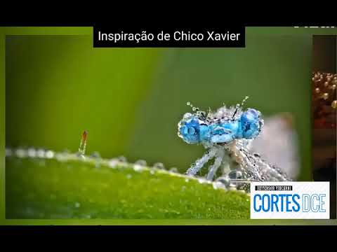 Cortes DcE #539 Inspiração de Chico Xavier