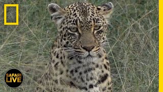 Safari Live - Day 146 | National Geographic Safari Live - Day 146 | National Geographic