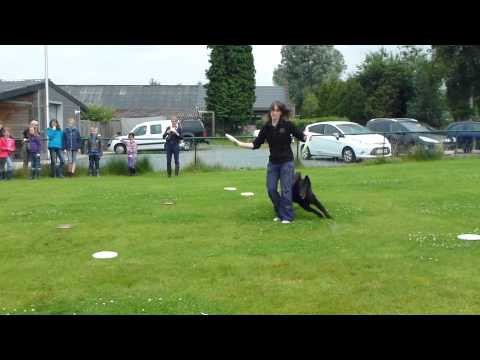 Hondenfrisbee tijdens hondenkamp bij Urok & Dreams